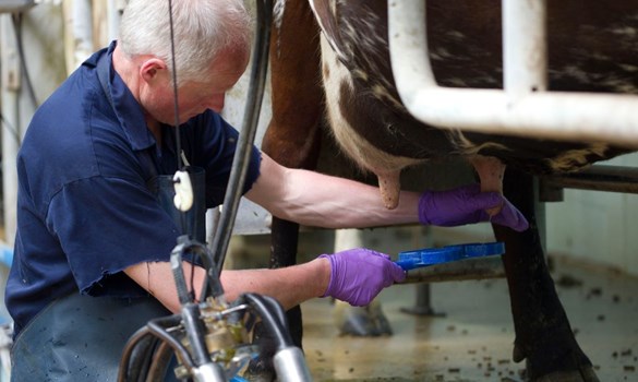 Cow being milked by dairy farmer.